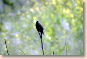 tricoloredblackbird.jpg